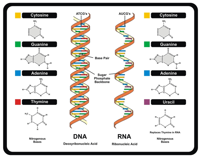 Illustration for article titled The First Lifeform Capable Of Passing Down A Juiced-Up Version Of DNA
